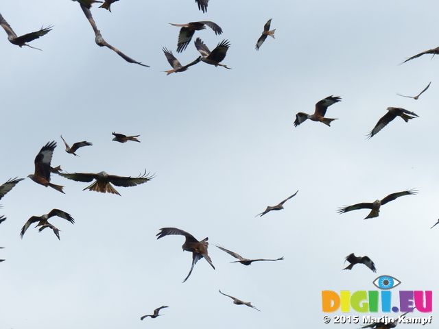 FZ022730 Red kites (Milvus milvus)